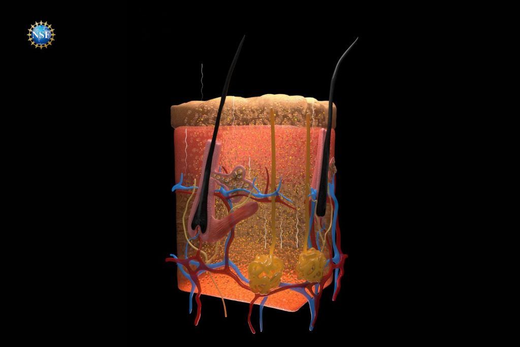 Pictured is an illustration of a portion of a mouse's skin tissue.