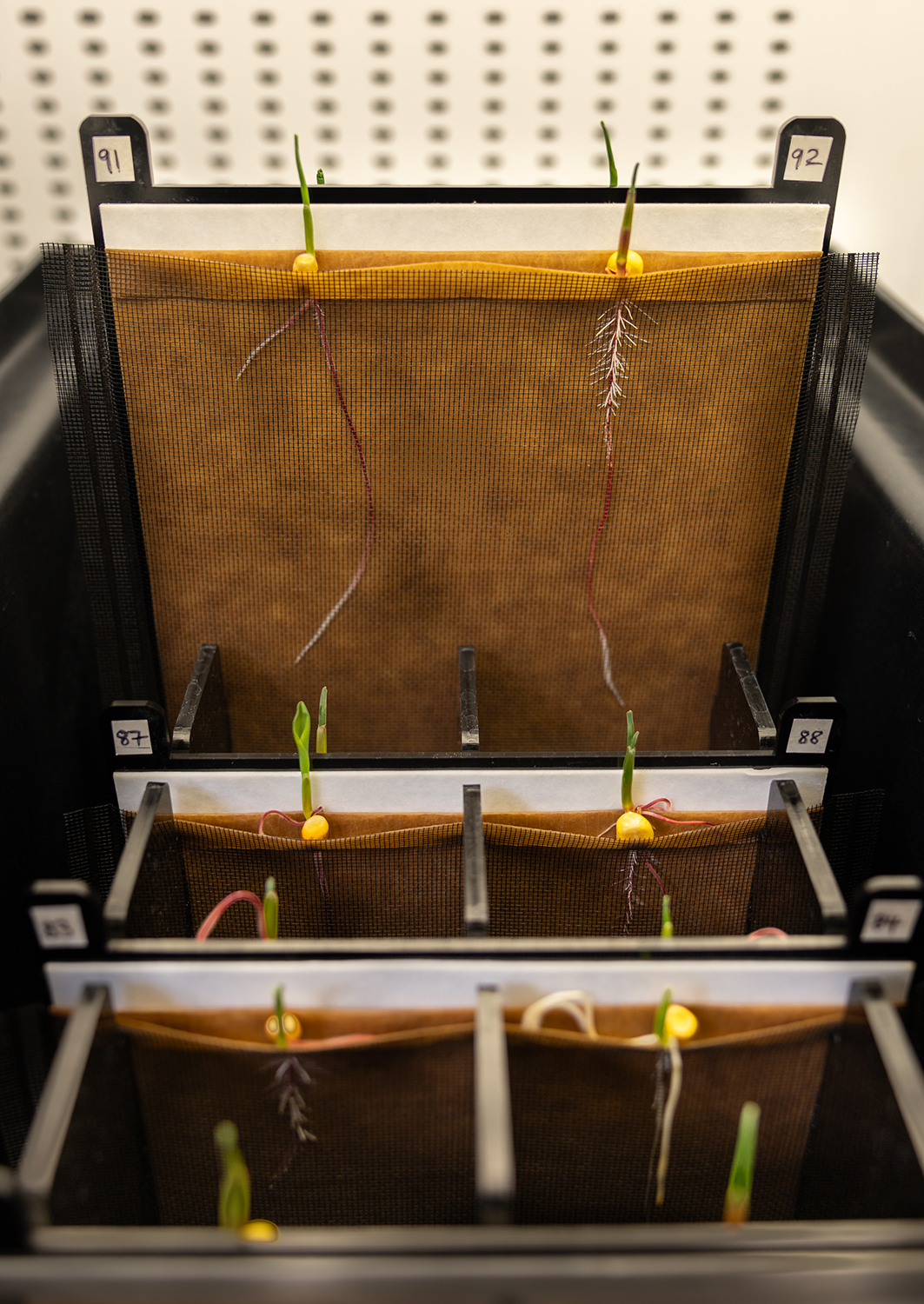 Corn roots growing in a custom-designed assay to measure root branching responses to moisture, a phenomenon known as hydropatterning.