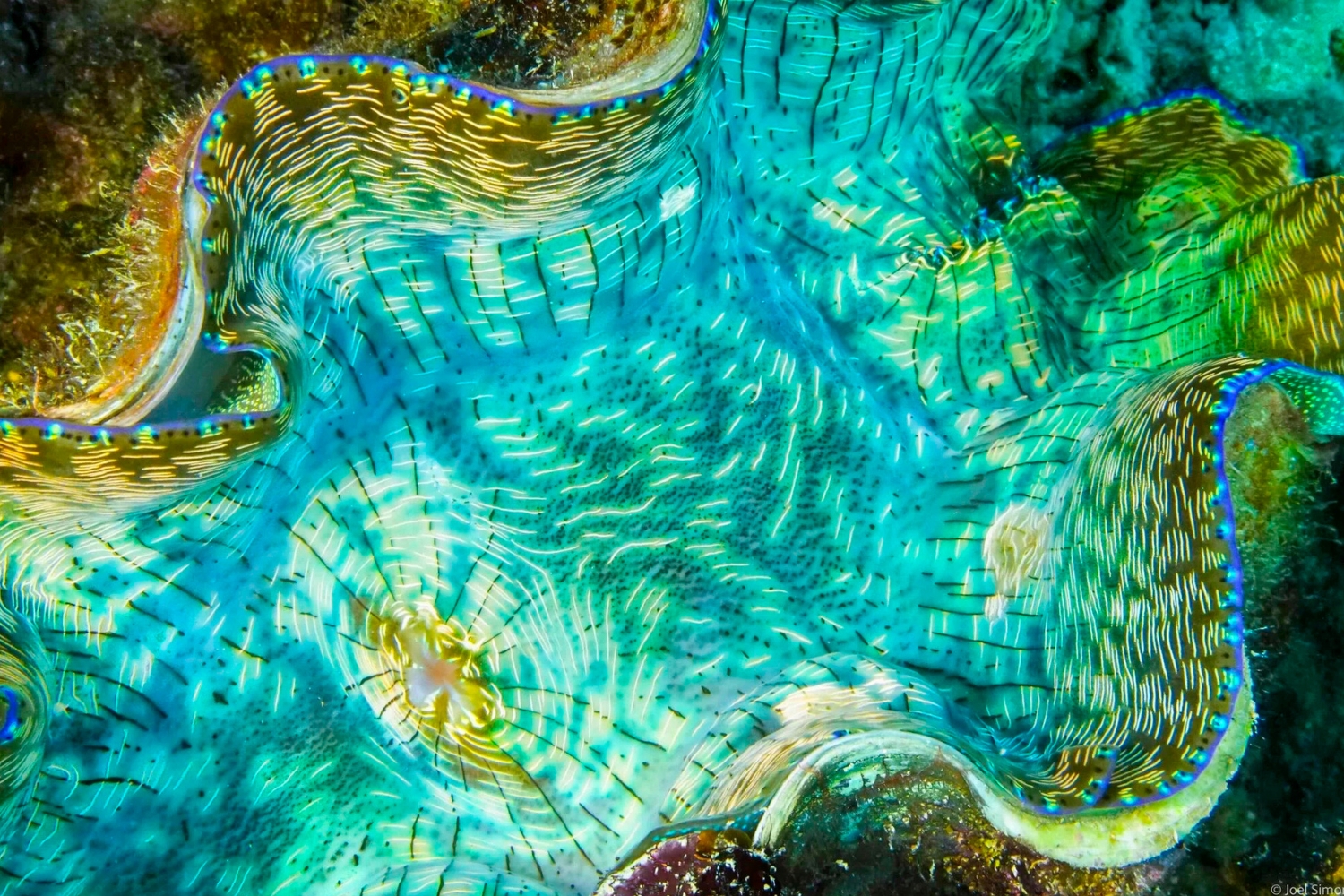 A close-up view of a colorful clam shell, showcasing vibrant turquoise and gold patterns against a marine background.