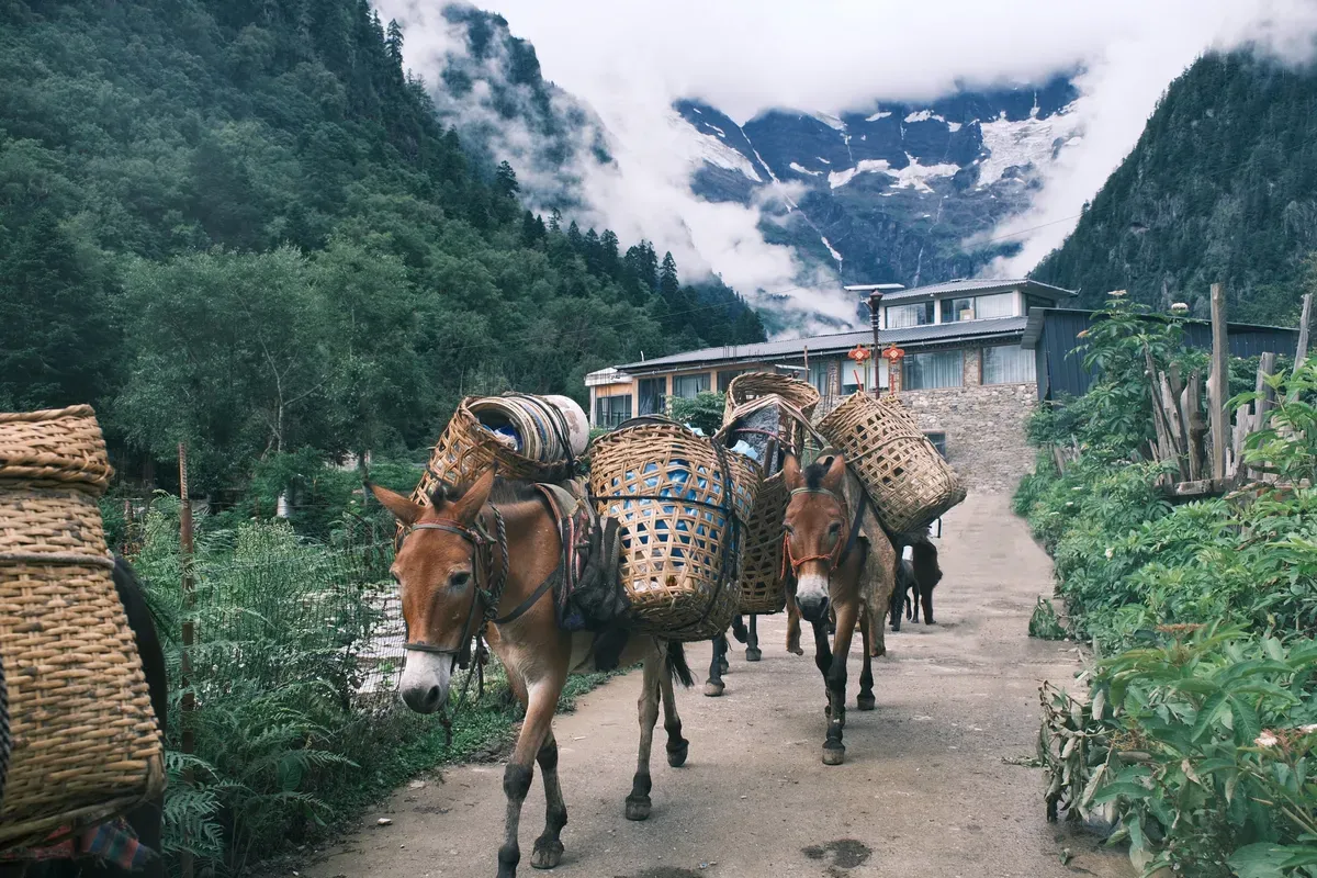 Donkeys carrying woven baskets walk along a path with mountains and cloudy skies in the background.