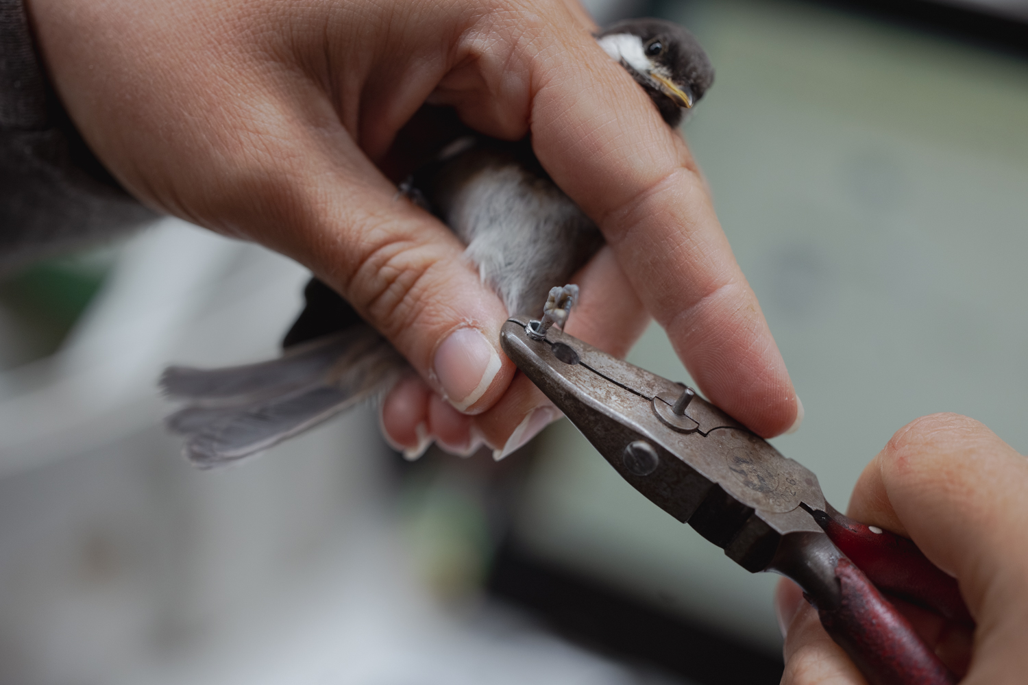 Using pliers to attache identifying band to bird ankle. 