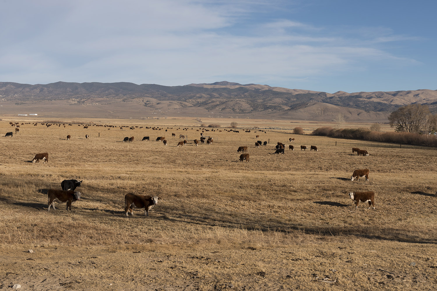 Cattle graze in a dry pasture