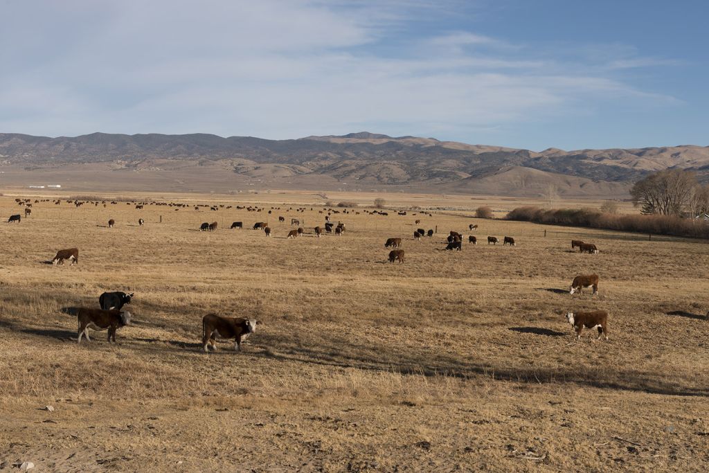 Cattle graze in a dry pasture