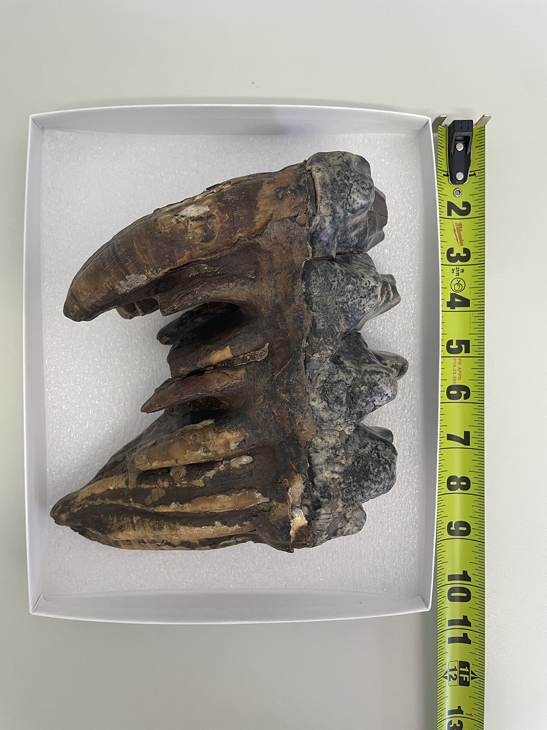 Fossil molar viewed from the side in a white box, measuring about nine inches on a tape.