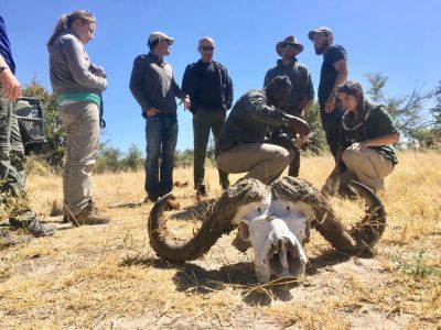 remains of a large buffalo