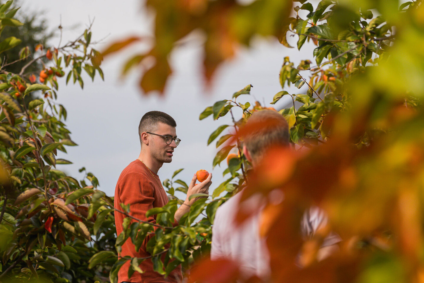 Vayu Hill-Maini holds a persimmon in the orchard at the O’Donohue Family Stanford Educational Farm.