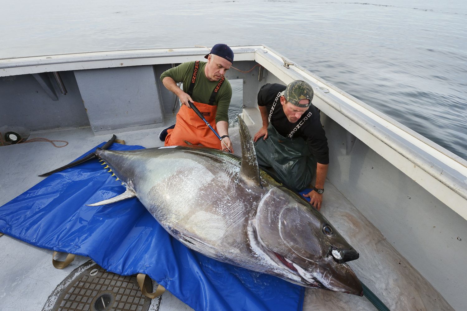 Two men on a boat prepare to handle a large caught tuna laid on a blue tarp.
