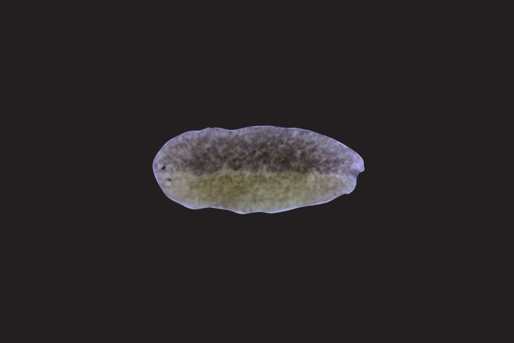 Microscopic view of a flatworm, showing its oval shape and varying shades of green and gray.