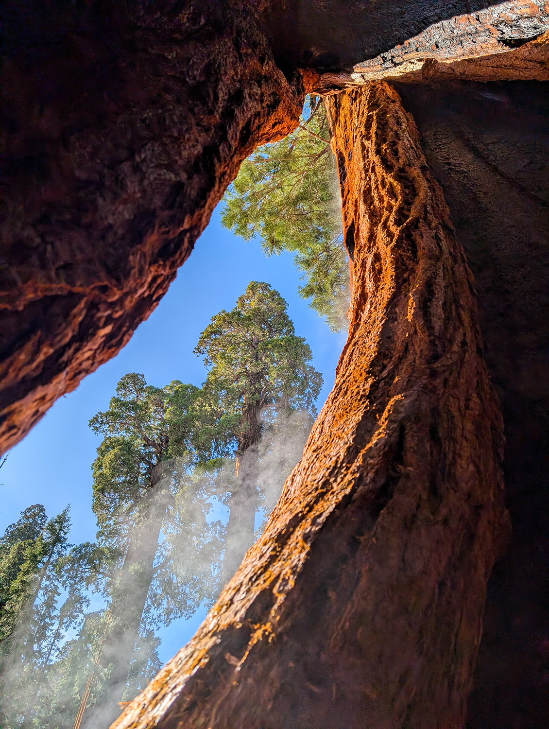 Photo looking up at a giant sequoia tree on a sunny day in Sequoia National Park, California.