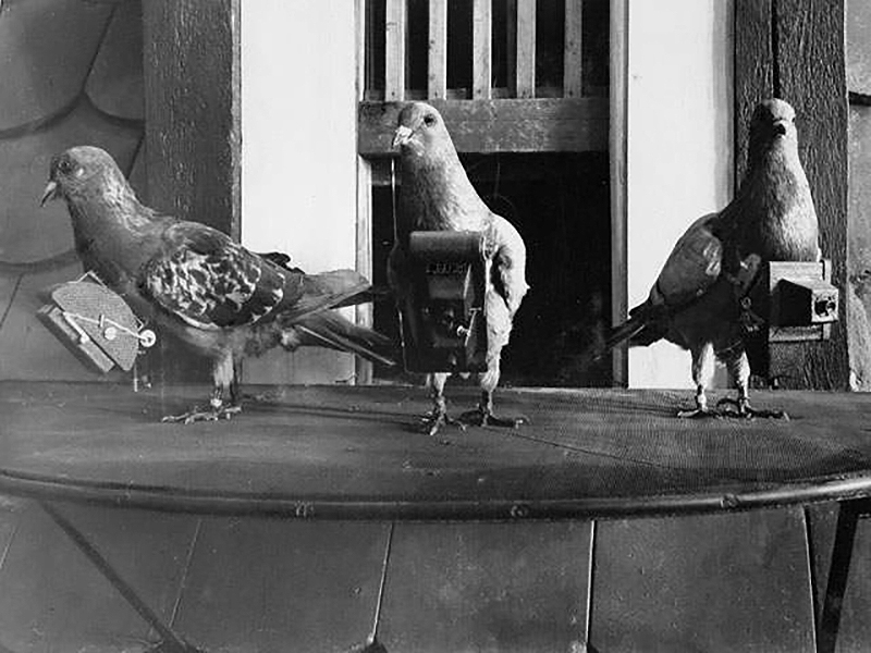 A black and white photo of three pigeons with cameras strapped to them.