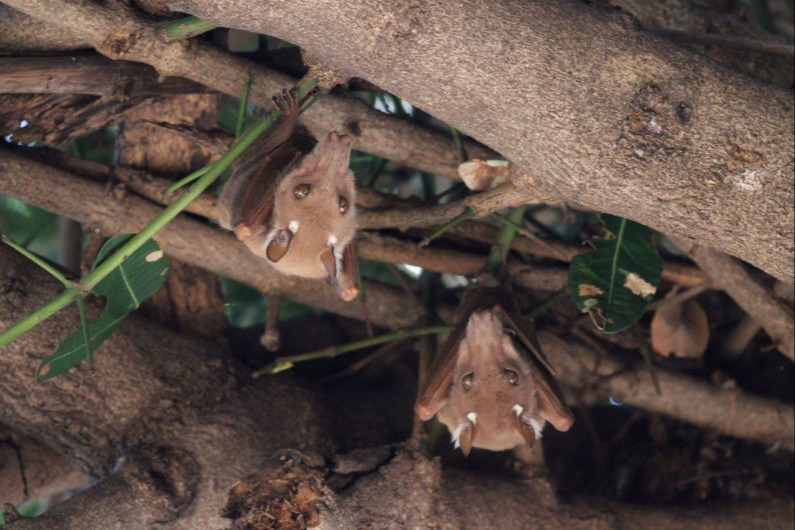 Epauletted fruit bats