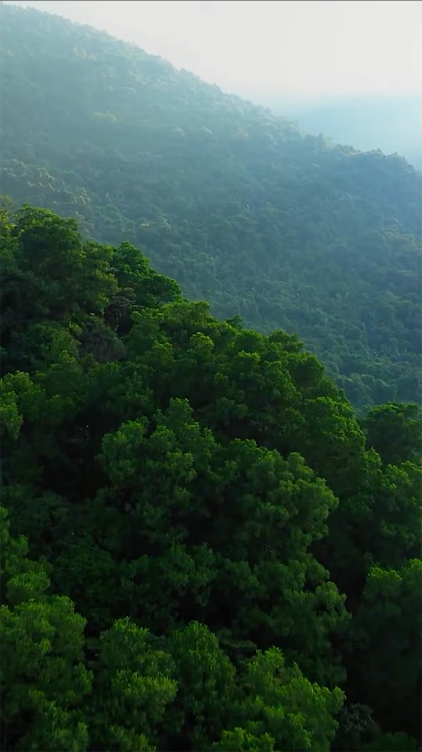 Image of the Amazon rainforest.