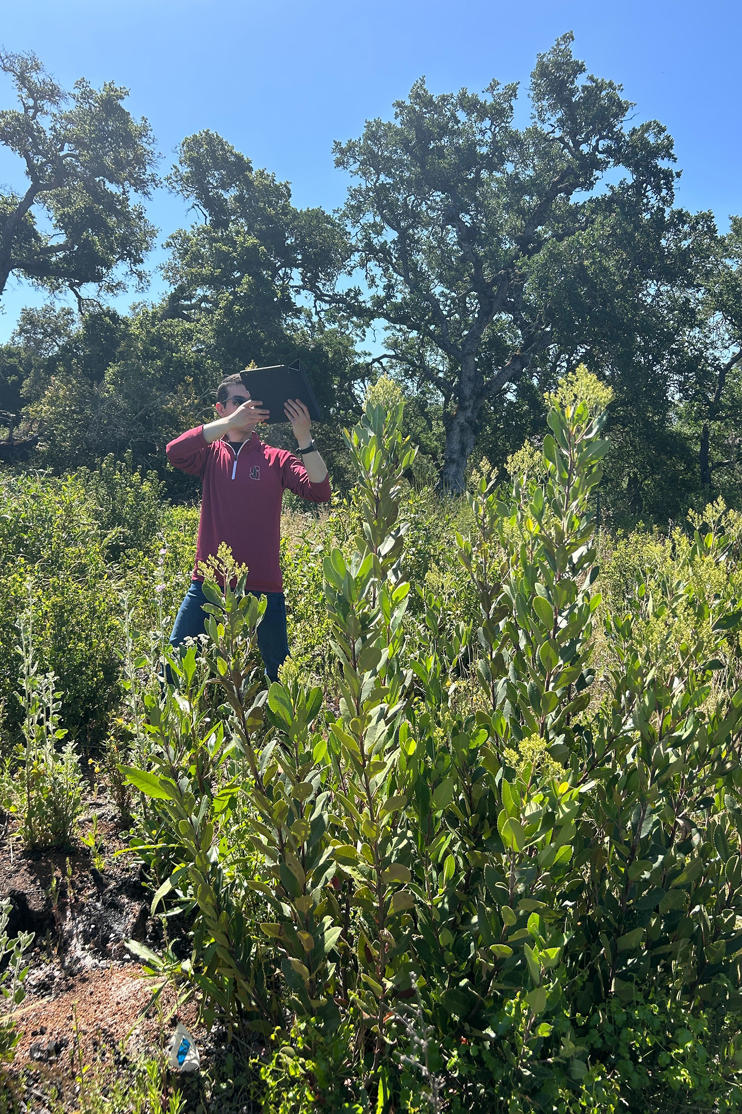Image of Daniel Neamati taking photos of bushmallow on the ground.