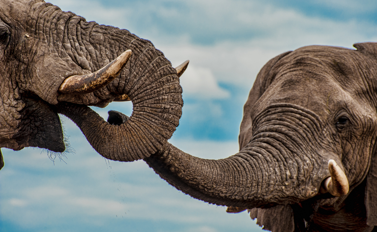 How elephants say ‘let’s go!’
