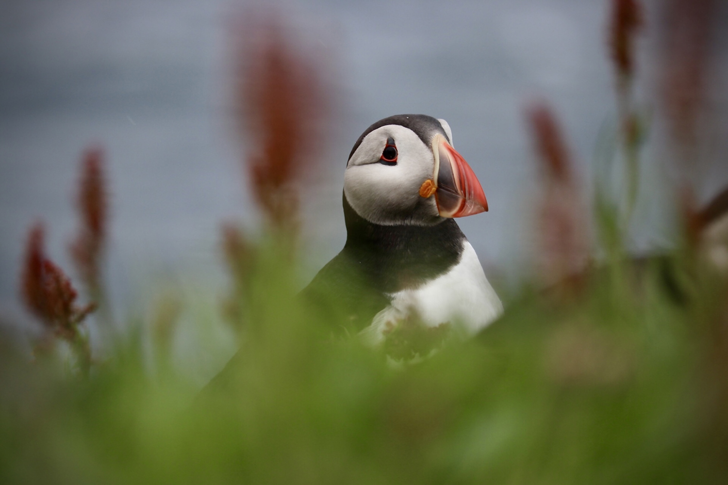 Photo of a puffin on Mykines, the westernmost island of the Faroese Archipelago.