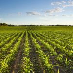 field of corn