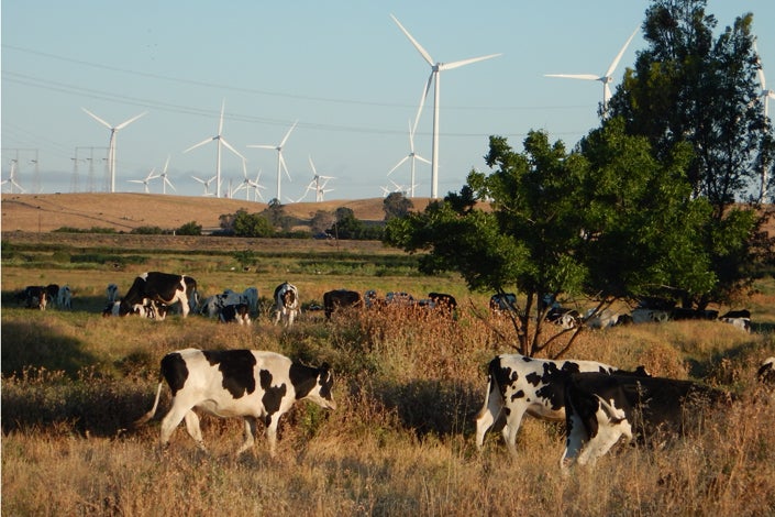 cattle grazing