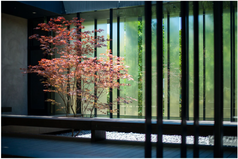 Blooming maple tree near a bench in Windhover Contemplative Center