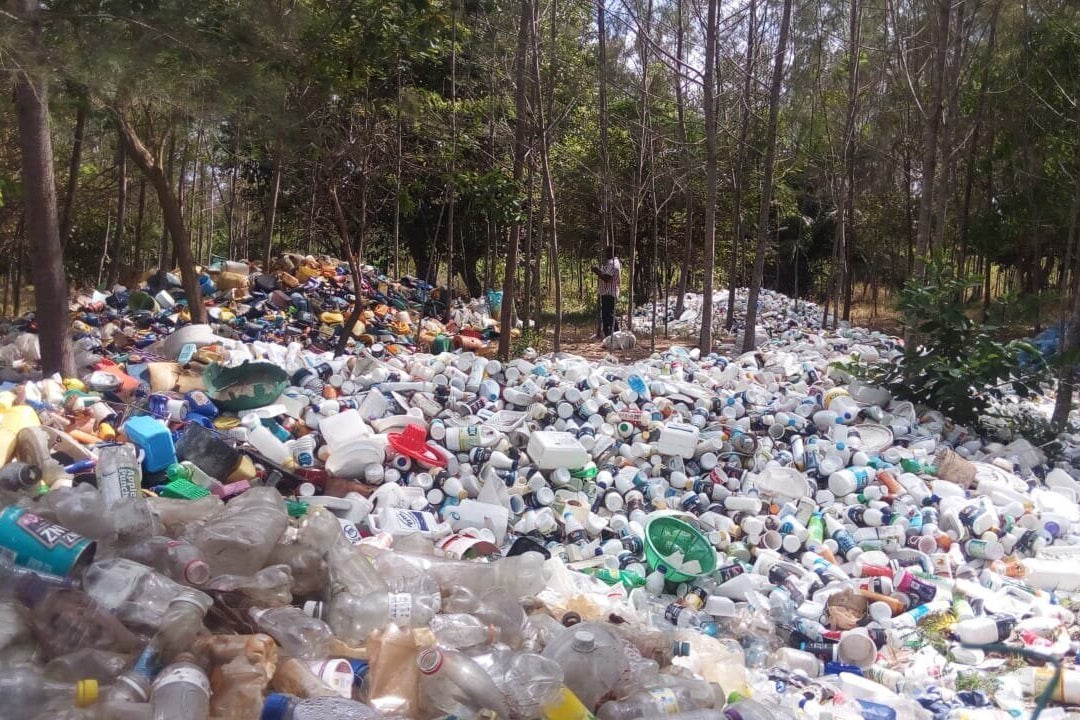 Investigating mosquito-borne diseases led to an unlikely culprit: plastic trash - Stanford Report - Stanford University News