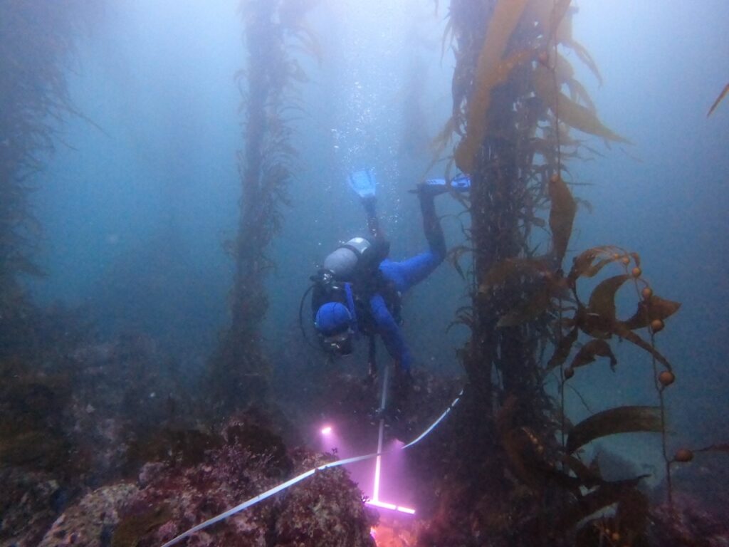 A scuba diver among kelp making measurements