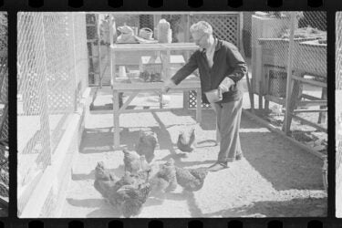 Leon Trotsky at home in Mexico City feeding his chickens, c. 1940. His morning routine in exile included caring for his chickens and rabbits.