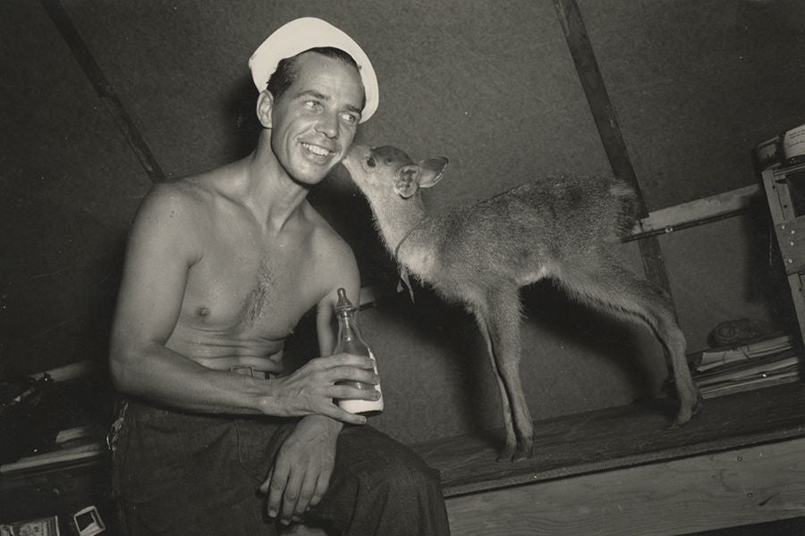 Ed Keegan, of the 78th Seabees, feeding the battalion’s adopted Rusa deer Bambi in New Caledonia, 1945.