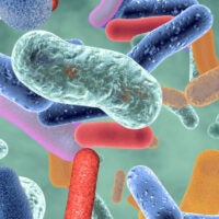 Rendering of beneficial healthy intestinal bacterium microflora