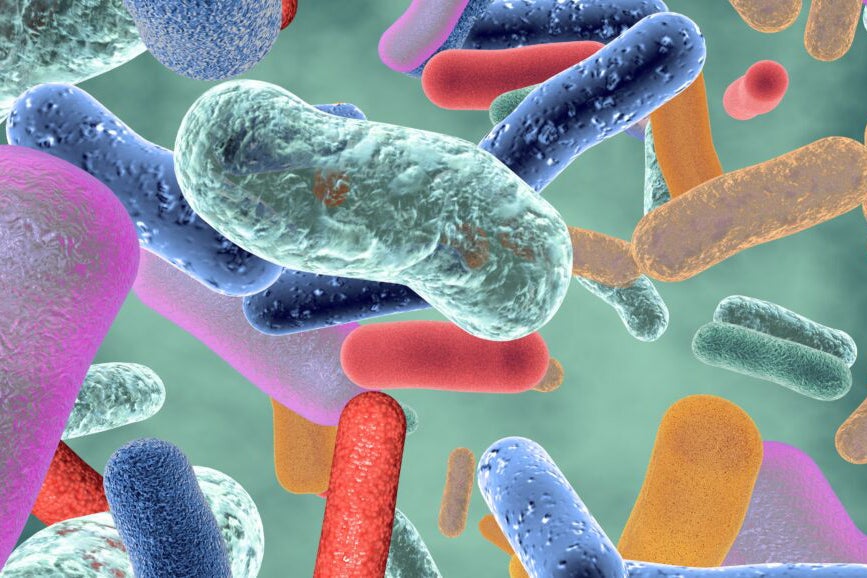 Rendering of beneficial healthy intestinal bacterium microflora