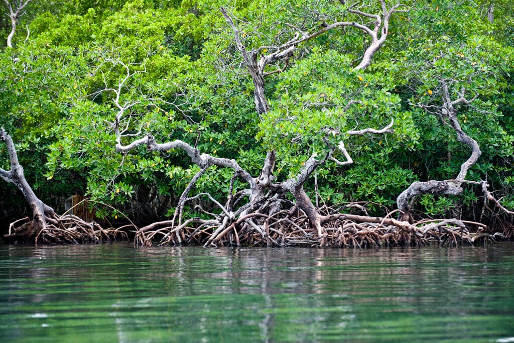 Mangrove trees along the coast of Belize.