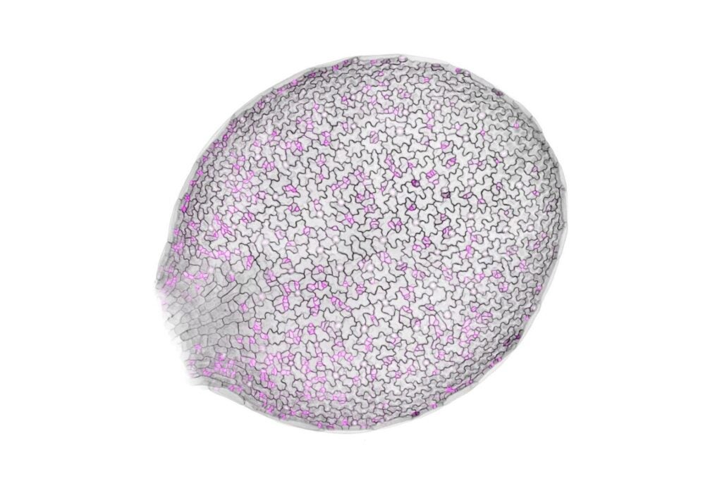 An image of a developing leaf from an Arabidopsis plant that has been modified to express fluorescent proteins marking the cell boundaries (black) and a polarity protein (magenta). This technology allowed the authors to study protein dynamics within the stem cells of living plants.