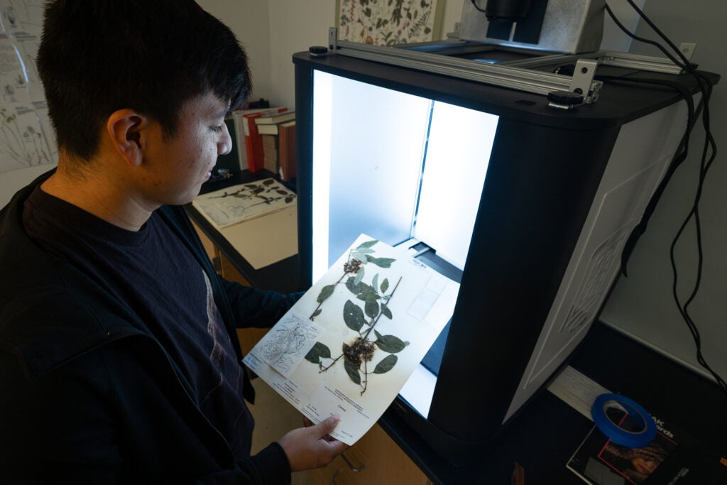 Danny Argudo works on the digitization of a pressed plant collection from Jasper Ridge’s Oakmead Herbarium.