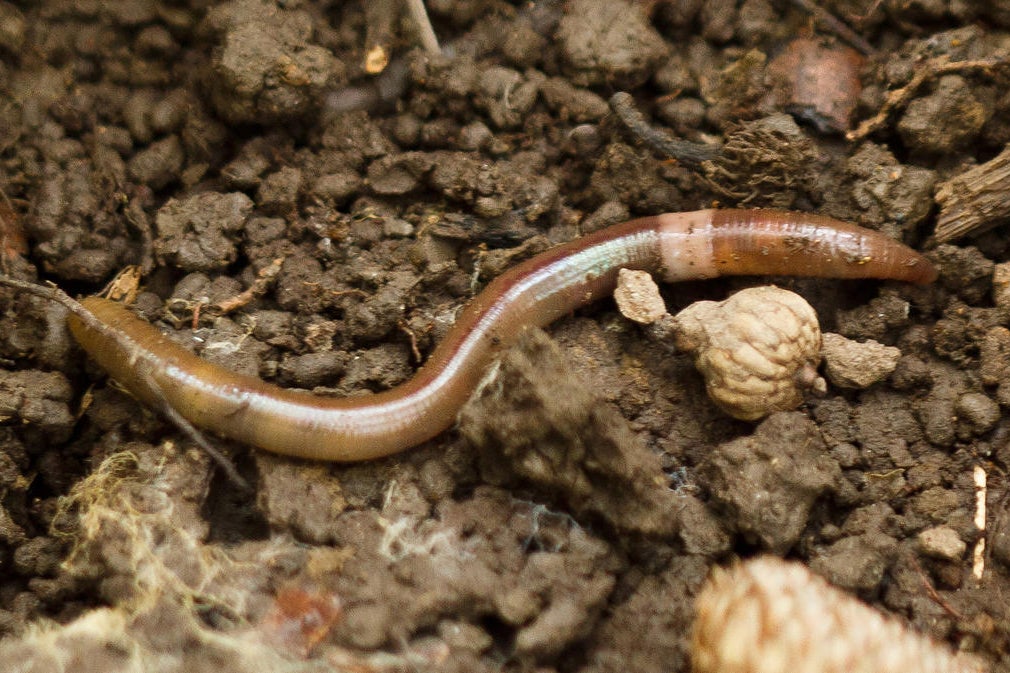 Mature jumping worm Amynthas agrestis, an alien species in North America