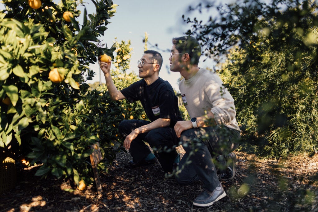 Chef Mingoo Kang and Stanford doctoral student HoJung Choi explore citruses at the O’Donohue Family Stanford Educational Farm.