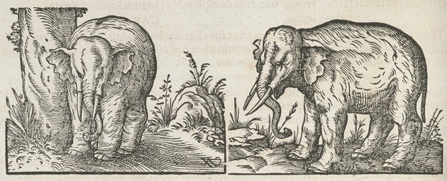 Side-by-side drawings of an elephants