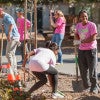 Stanford students planting trees