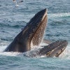 humpback whale opening its mouth / Jordan Tan/Shutterstock