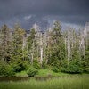 stand of yellow cedar trees in Alaska / Courtesy Lauren Oakes
