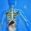 view of internal organs and skeleton in a see-through body supeimposed on a graph / vitstudio/Shutterstock