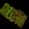 image of blood vessels in a mouse ear