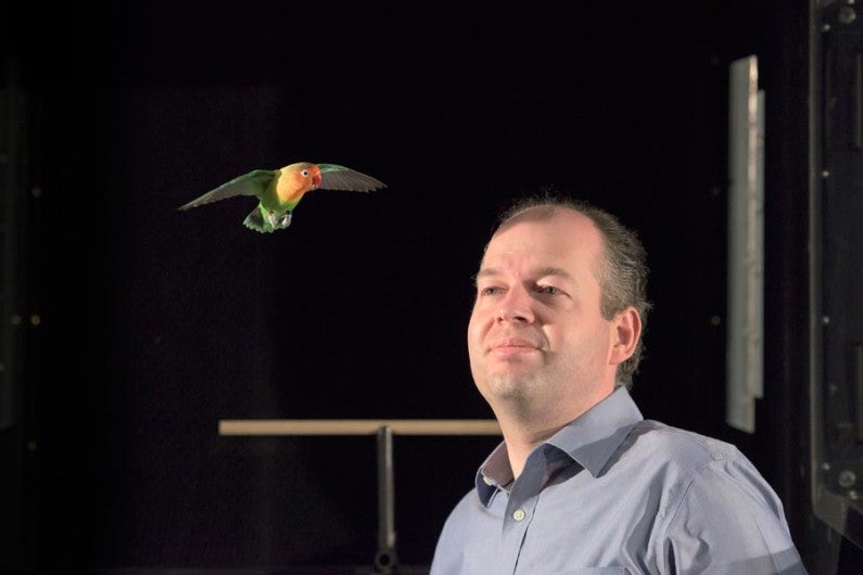 Lovebird flies near Prof. Lentink