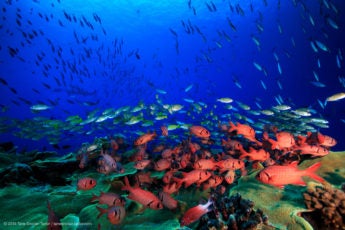 Fish swimming in coral reef