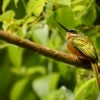 rufous-tailed jacamar bird native to Costa Rica perched on a branch with dense leaves in background