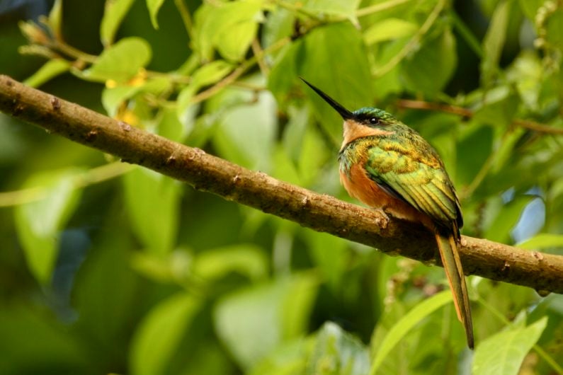 rufous-tailed jacamar bird native to Costa Rica perched on a branch with dense leaves in background