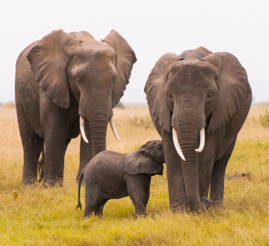 Two mature elephants and a baby.