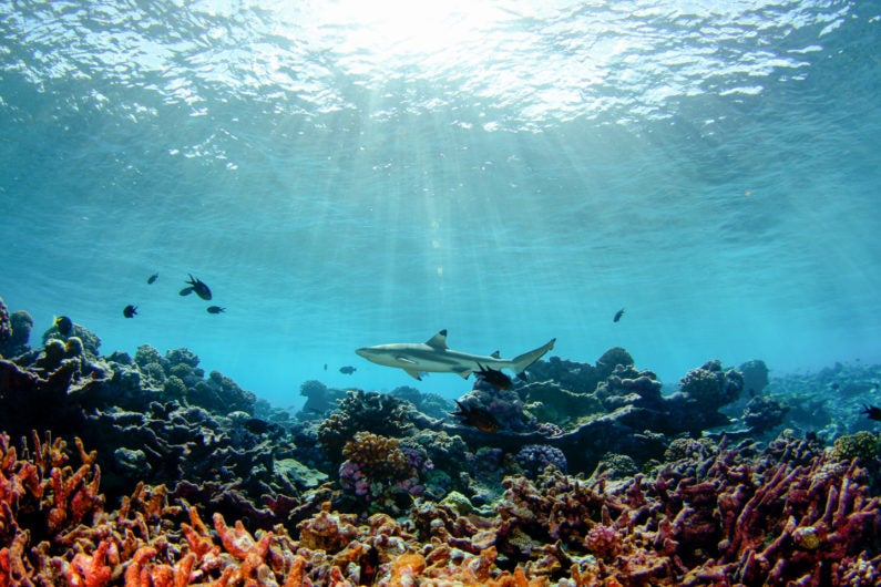 A black tip shark swims above a shallow reef of primarily dead coral skeletons at Palmyra Atoll.