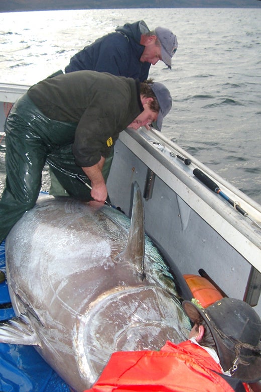 researcher tagging a tuna