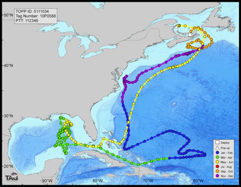 map showing where tuna were active during Deepwater Horizon spill