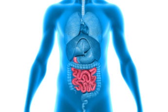 illustration of human featuring gut
