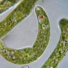 Euglena microbes