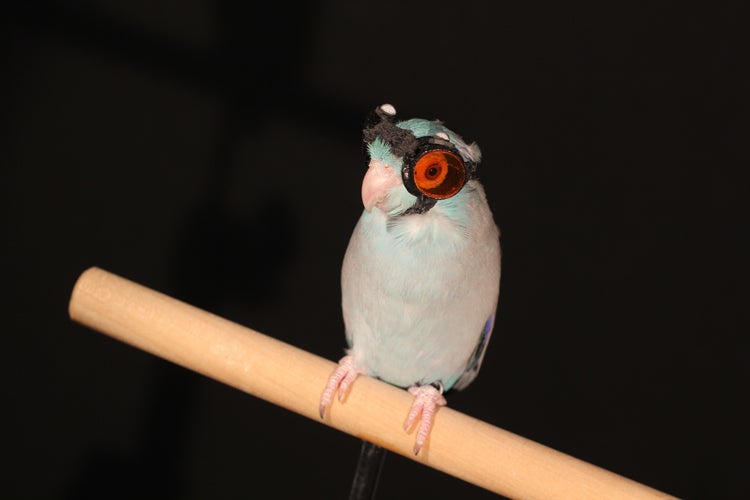 Obi the parrotlet wearing protective goggles.